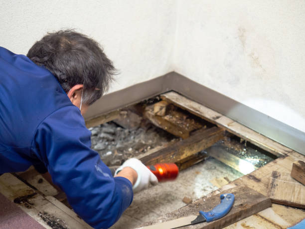Best Localized Mold Remediation (e.g., coastal areas, humid climates) in Boise, ID