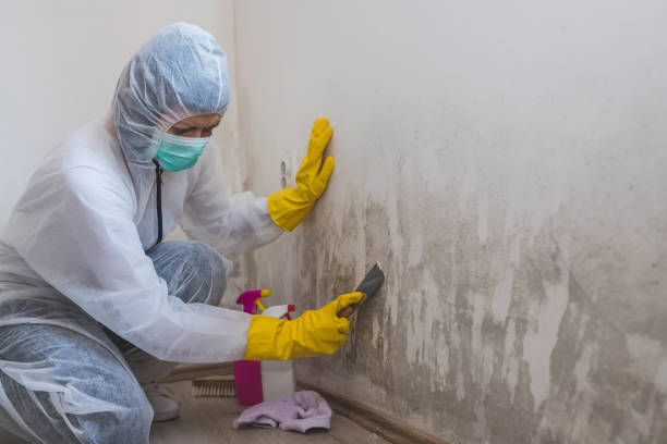 Best Post-Flood Mold Remediation in Boise, ID