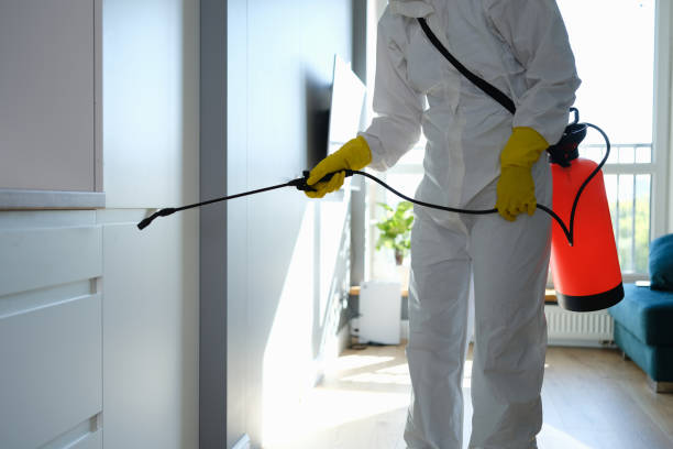 Best Black Mold Remediation in Boise, ID