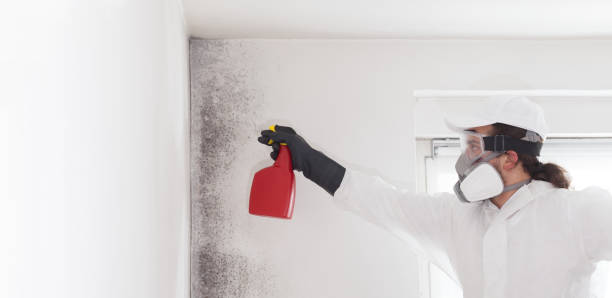 Professional Mold Remediation in Boise, ID