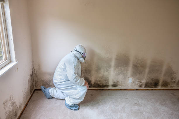 Best Post-Flood Mold Remediation in Boise, ID