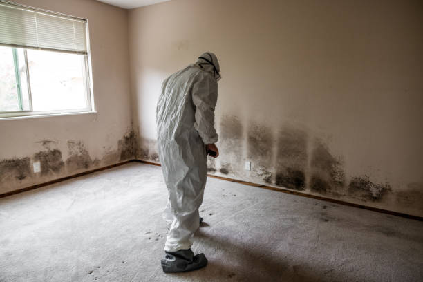 Best Insurance-Related Mold Remediation in Boise, ID