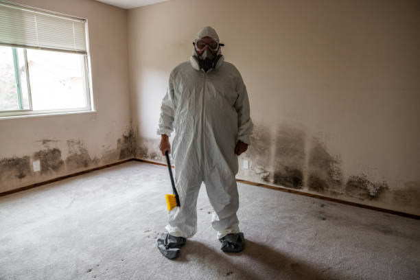 Best Industrial Mold Remediation in Boise, ID