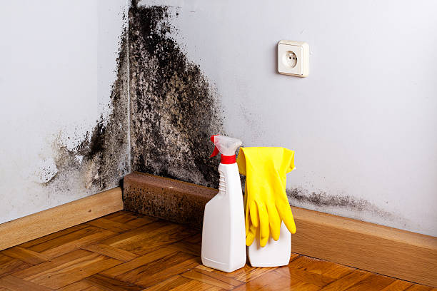 Best Mold Remediation for Specific Building Types in Boise, ID