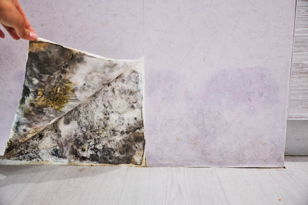 Best Basement Mold Remediation in Boise, ID
